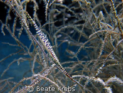 Saw Blade Shrimp with Eggs, taken at "Eden's Garden" on a... by Beate Krebs 